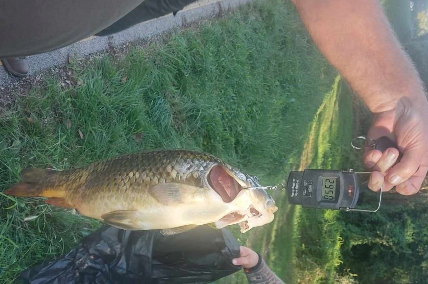 Anyasz Lt Meztelen L Rt K Tetten A Pontyot Kil V Szigonyos Orvhal Szt