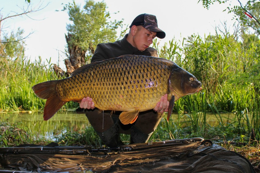 Beautifully colored Balaton Carp were caught in 70 cm of Tapolca stream water