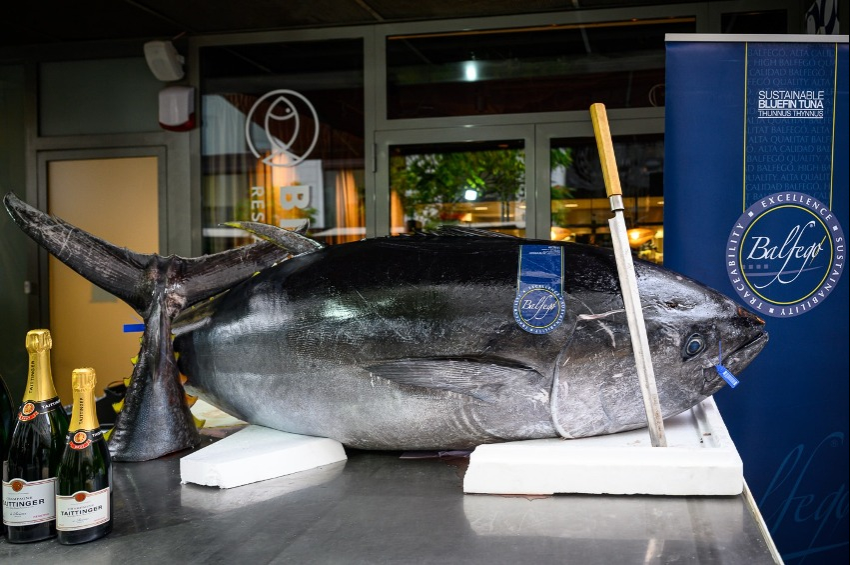 Nyilvánosan bontanak fel egy 200 kilós tonhalat Budapesten 
