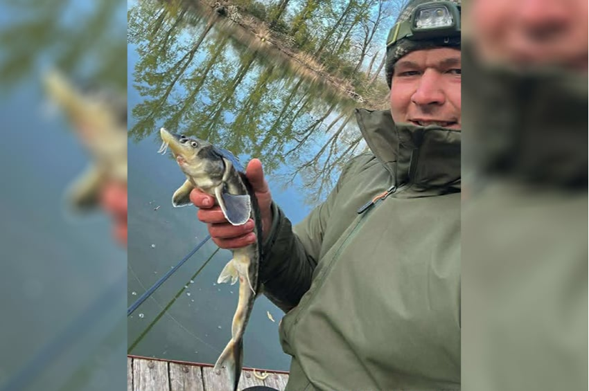 Újabb Alcsi-Holt-Tiszából fogott tokhal erősíti a szakemberek gyanúját – videóval 