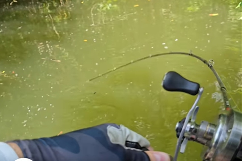Brutálisan rávert az epres műcsalira a felszín alatt ólálkodó óriáshal – videóval