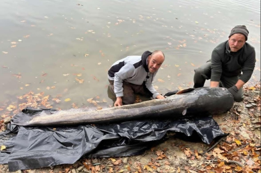 Szakértők segítették a pontyhorgászt az óriásharcsa fárasztásában – fotókkal 