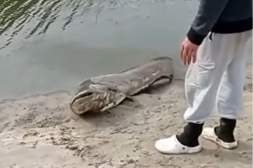 Videó: ennél csúnyábban nem lehet harcsát visszaengedni