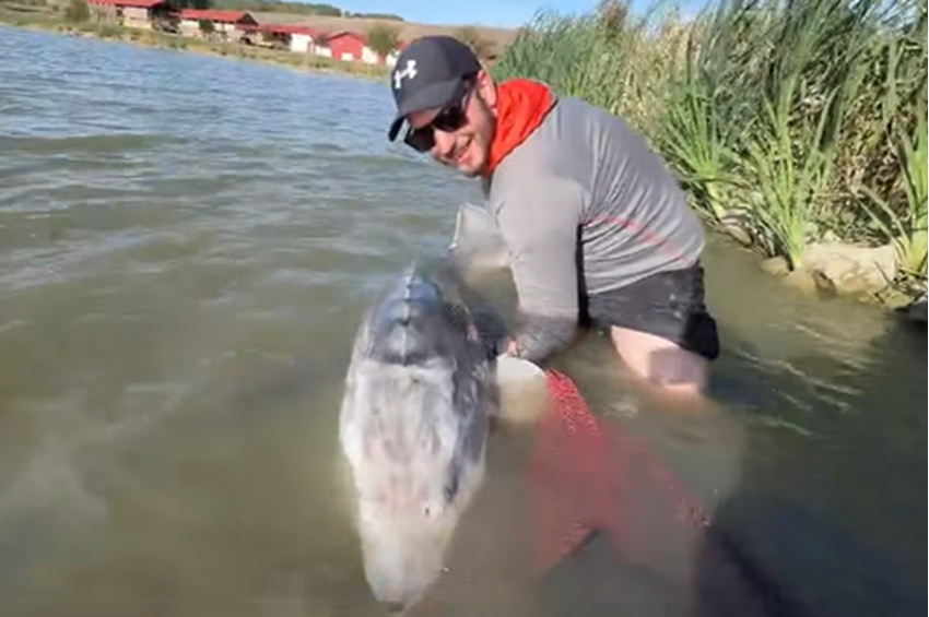 Kiszakította a merítőszákot a 70 kilós beluga tok Bonnyán – videóval 
