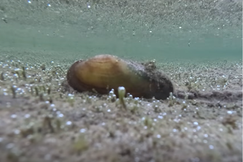 Videó: versenyt futott az apadó Dunával egy kagyló