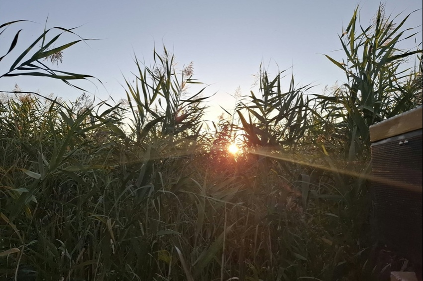 Vegetációtérkép és nádasminősítés készül a Kis-Balatonról – fotókkal