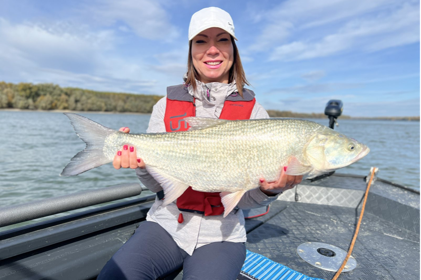 A csónak alá akart menekülni a dunai óriásbalin – fotókkal 