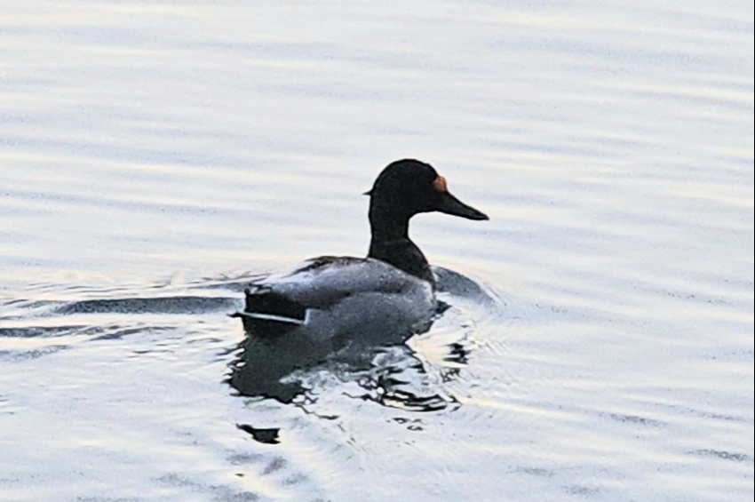 Nyíllal fejbe lőtt kacsa úszkál a Balatonban