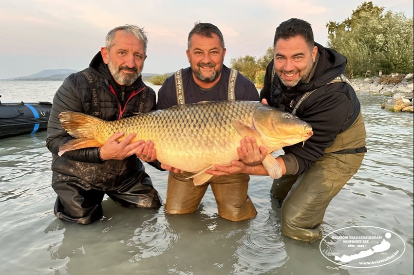 32 kilót meghaladó pontyokból tripláztak a Balatonon egy nap alatt – fotókkal  