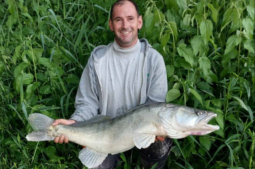 Levágott fejű snecit kívánt meg a közel 10 kilós dunai süllő – fotókkal