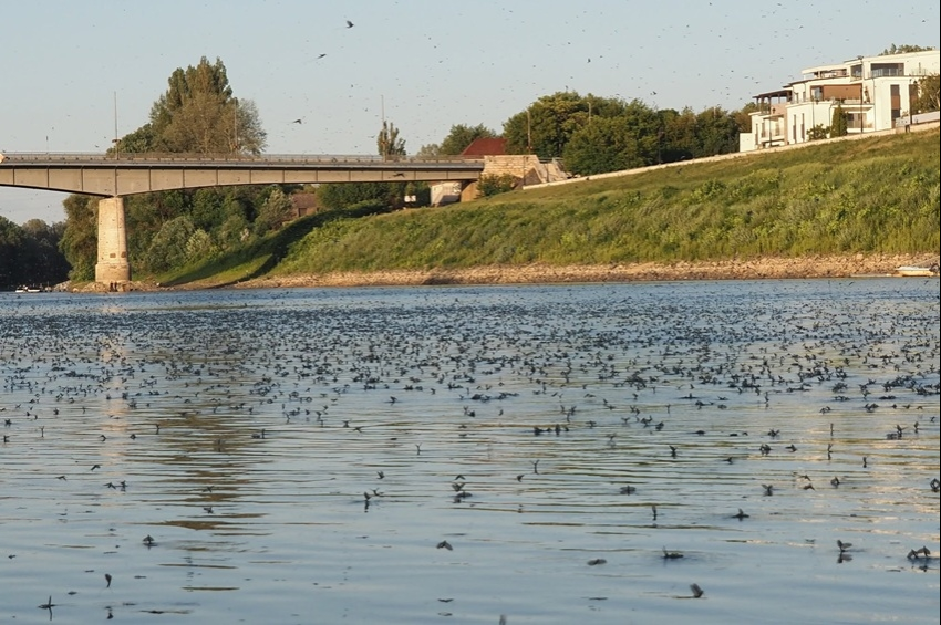 Százezerszámra rajzottak a kérészek a Tisza szolnoki szakaszán – videókkal 