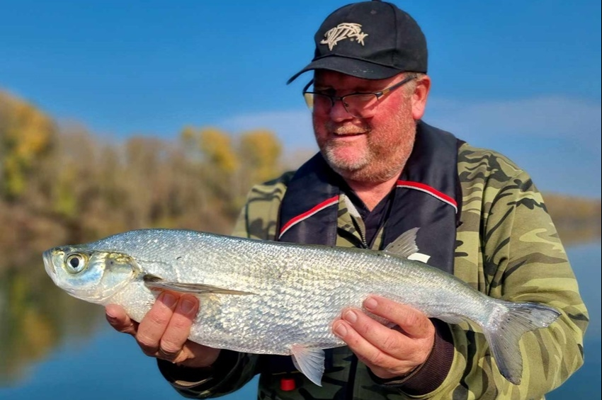 Elvarázsolta a Tisza-tavi horgászt a rekordhosszú garda – fotókkal