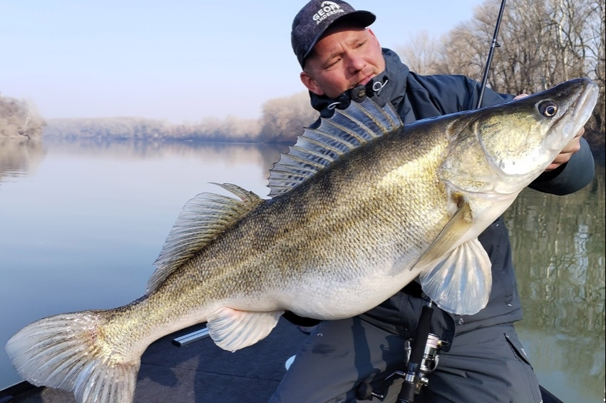 Elképesztő pocakja tolta bőven álomhatár fölé a Tisza süllőóriását