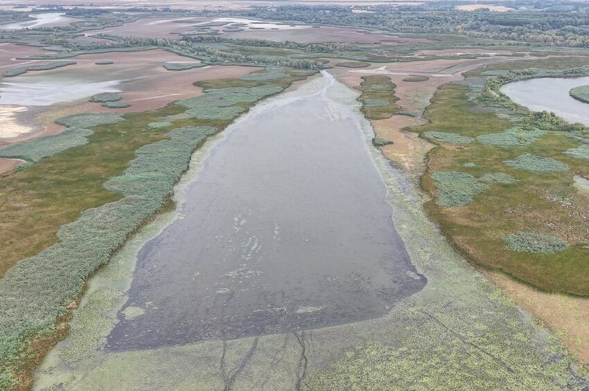Elszigetelődött a Tisza-tó egyik része, különleges akcióval mentik a csukákat – videóval