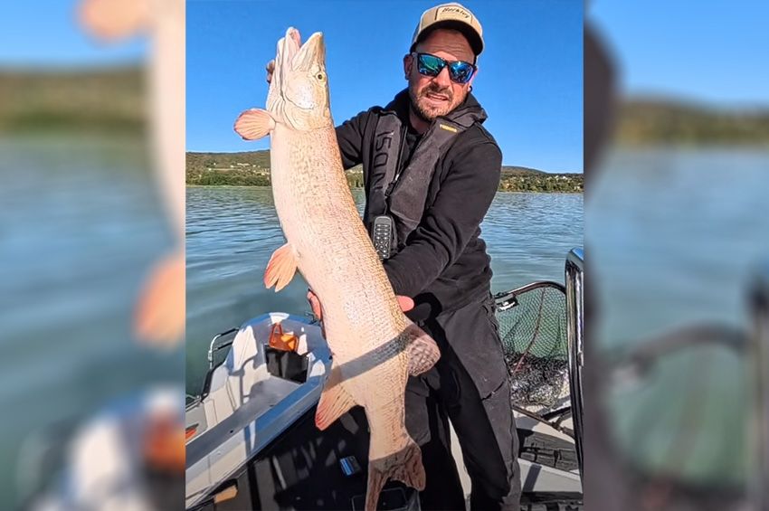 Videó: süllőset játszott a balatoni nagycsuka