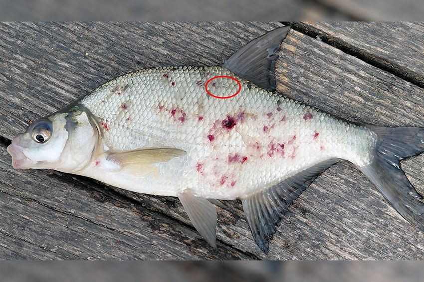 Fogyasztható ez a piros pöttyös dévérkeszeg?