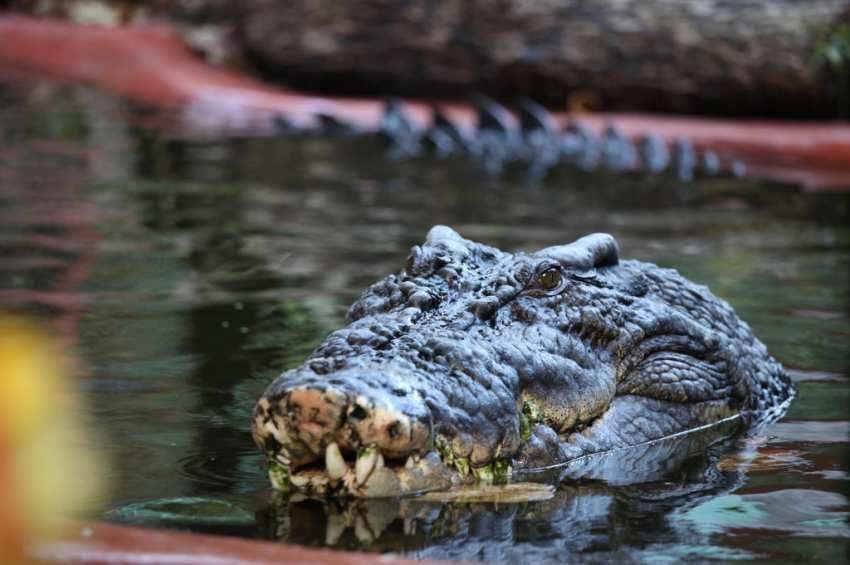 A véltnél is nagyobb lehet a világ legidősebb krokodilja  – videóval