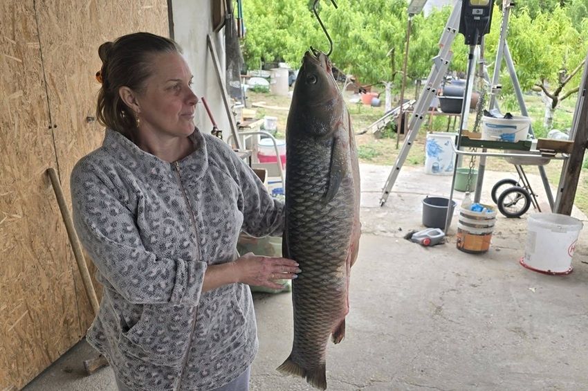 16 kilós amurt vittek haza a Tiszáról, nagy felháborodást váltott ki – fotókkal 