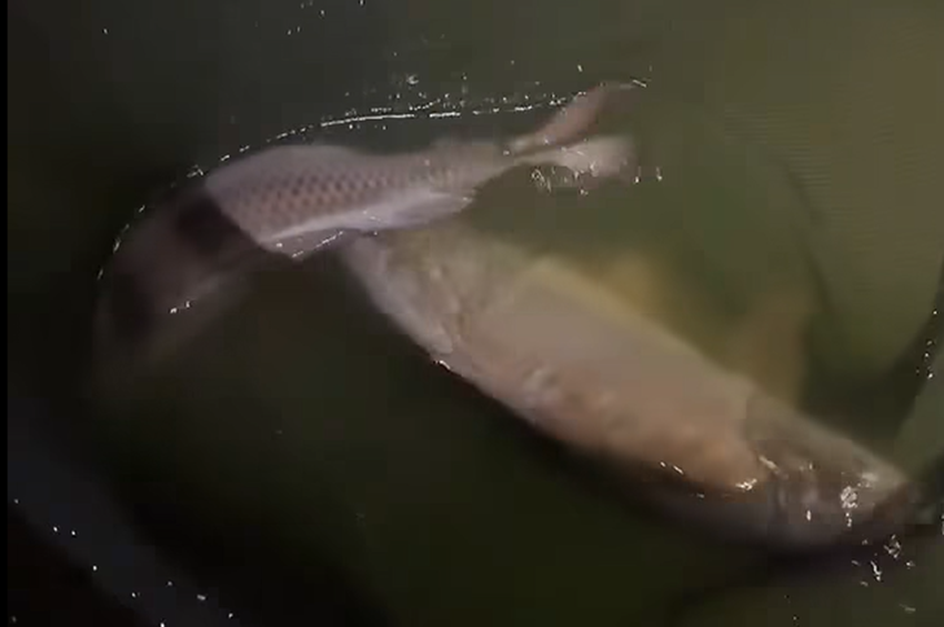 Videó: meglepő módon került két nagyponty egy szákba Mezőtárkányban
