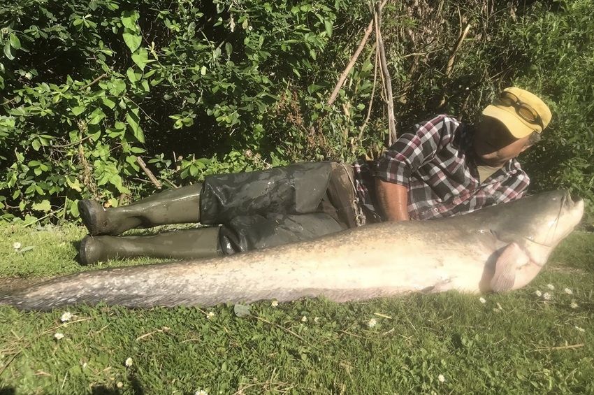 Egy óráig küzdöttek a hatalmas balatoni harcsával – fotókkal 