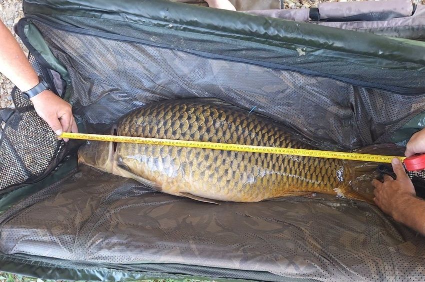 Chipet kapott a 22 kilós dunai ponty – fotókkal 