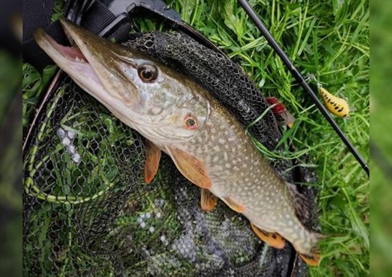 Háromszeműnek tűnt az Ipolyból fogott csuka