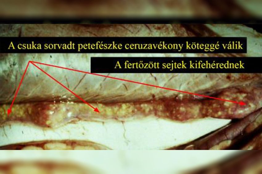 A halak szaporodását akadályozó parazita terjed a hazai vizekben