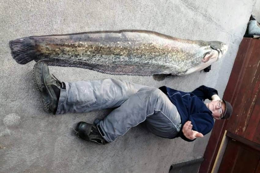 64 kilós harcsát fogtak pergetve a Lőrinci-tóból