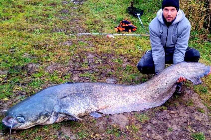 70 kilós harcsa után ugrott a horgász, majd segítséget kért