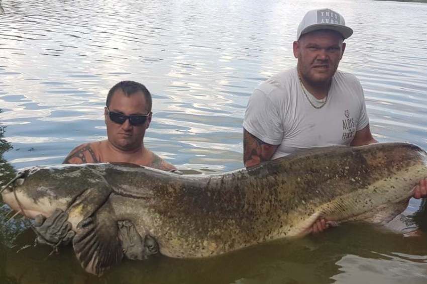 85 kilós harcsával dőlhetett volna meg a tórekord, de nem hitelesítették