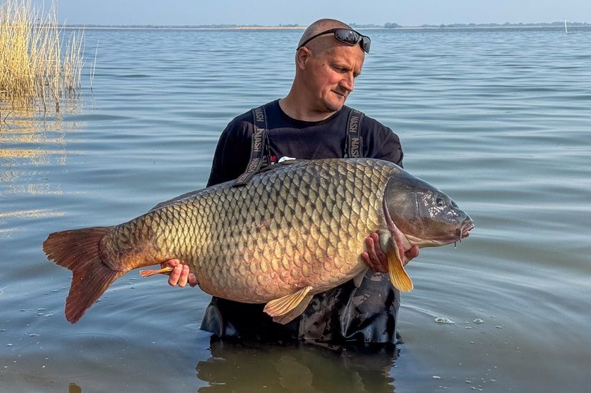 Óriáspontyot szákolt a Tisza-tavon Barta Attila – fotókkal, videóval 
