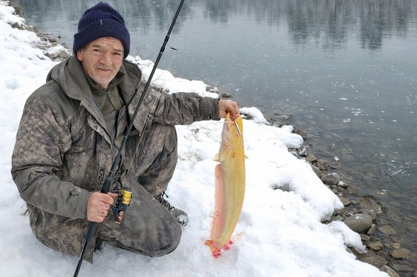 Aranysárga harcsa akadt horogra a Dráva horvát-magyar határszakaszán