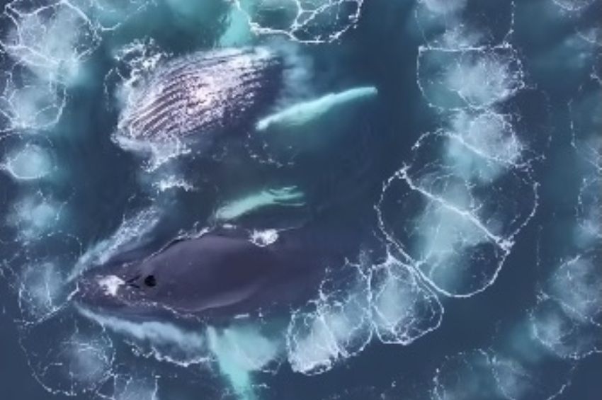 Videó: Fibonacci-spirált hozott létre két bálna a vízben