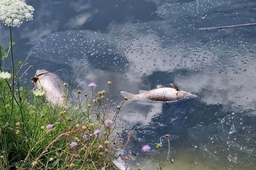 Pusztulnak a nagy pontyok az orosházi homokbányatóban 