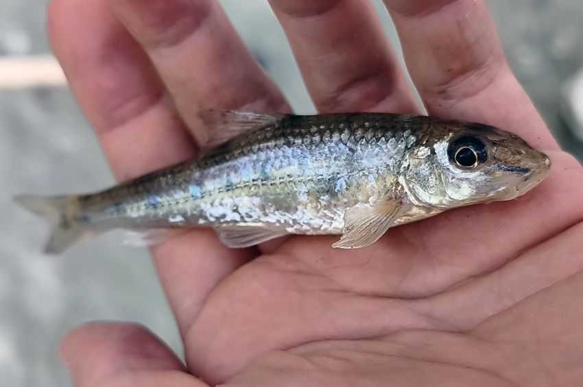 Küllőgondba keveredtek a horgászok a mohácsi Dunánál
