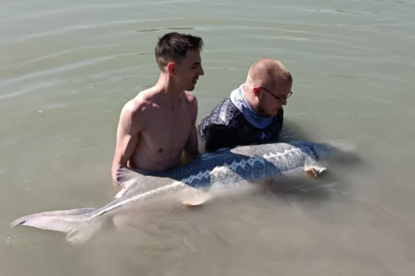 Szokatlan időpontban akadt horogra a gigantikus tokhal Baján – fotókkal