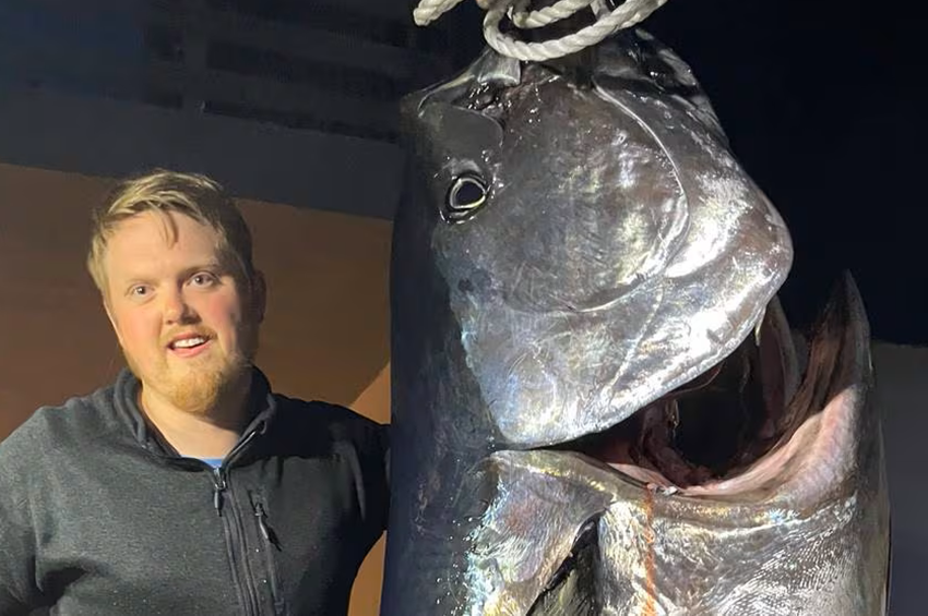 Horgászbottal fogtak 280 kilós tonhalat Norvégiában 