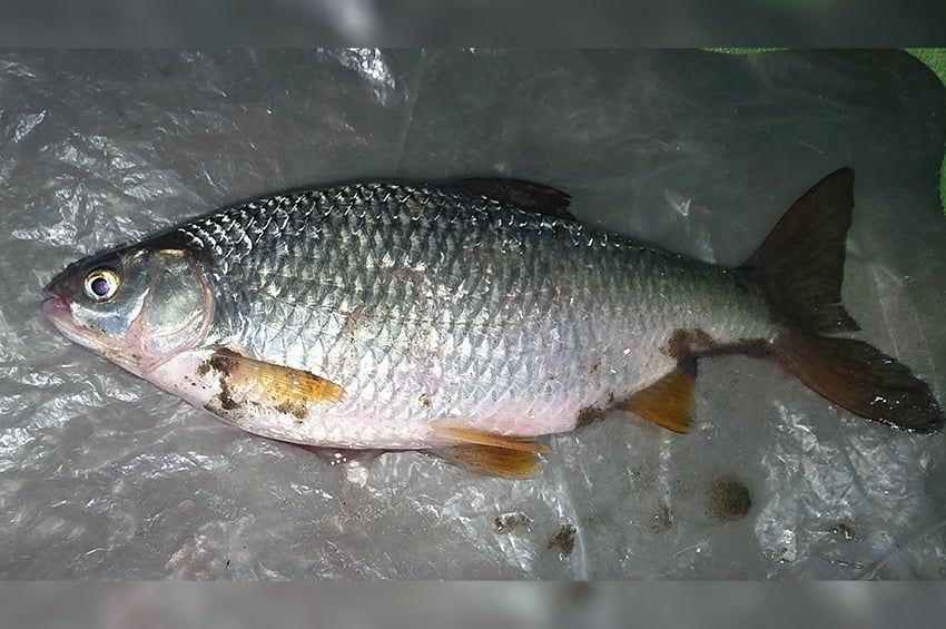 Fehér szemek zavarták meg a tiszai horgászt 