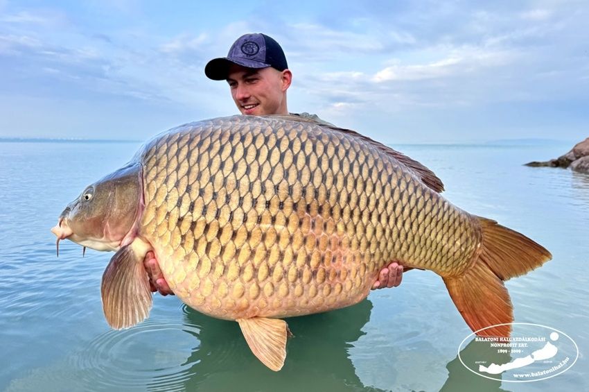 Gömbölyű óriásponty akadt horogra a Balatonnál – fotókkal