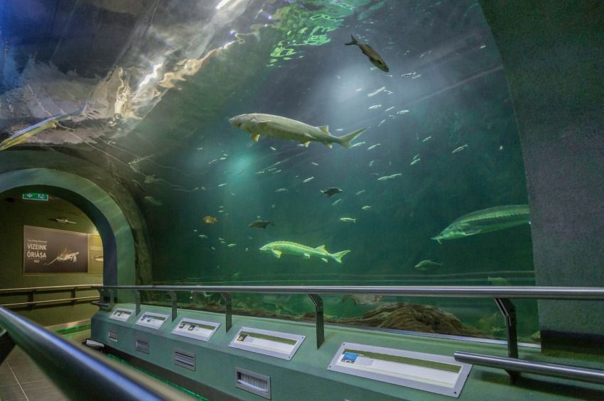 Akcióval csábítja a horgászokat Európa legnagyobb édesvizű akváriumrendszere