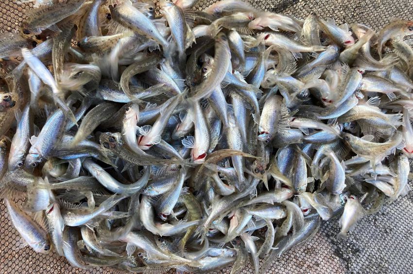 Még ilyet: tömegével akadt ritka, nem fogható hal a balatoni horgász emelőhálójába