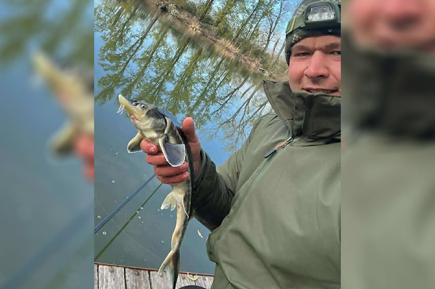 Újabb Alcsi-Holt-Tiszából fogott tokhal erősíti a szakemberek gyanúját – videóval 