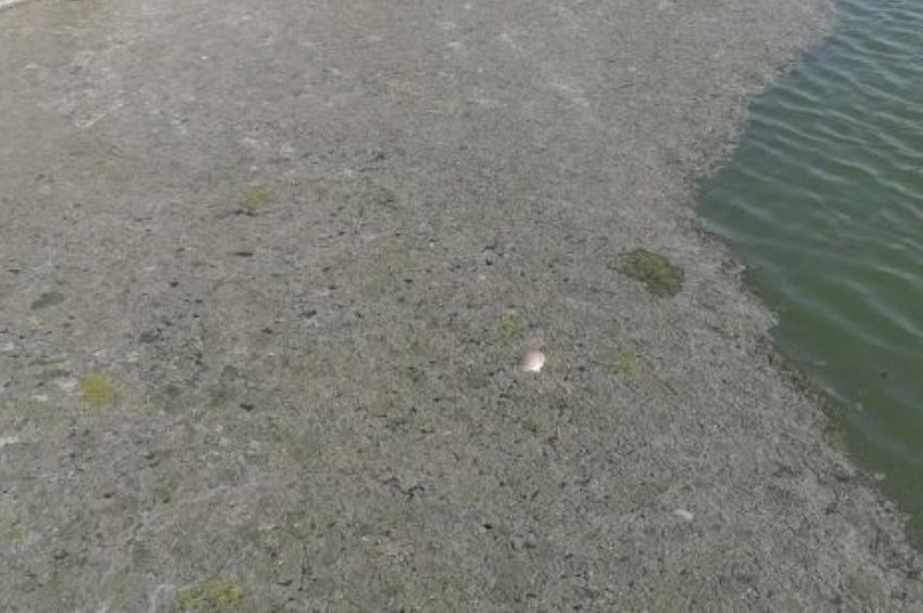 Megemelkedett a Velencei-tó klorofilltartalma, elszíneződött a víz