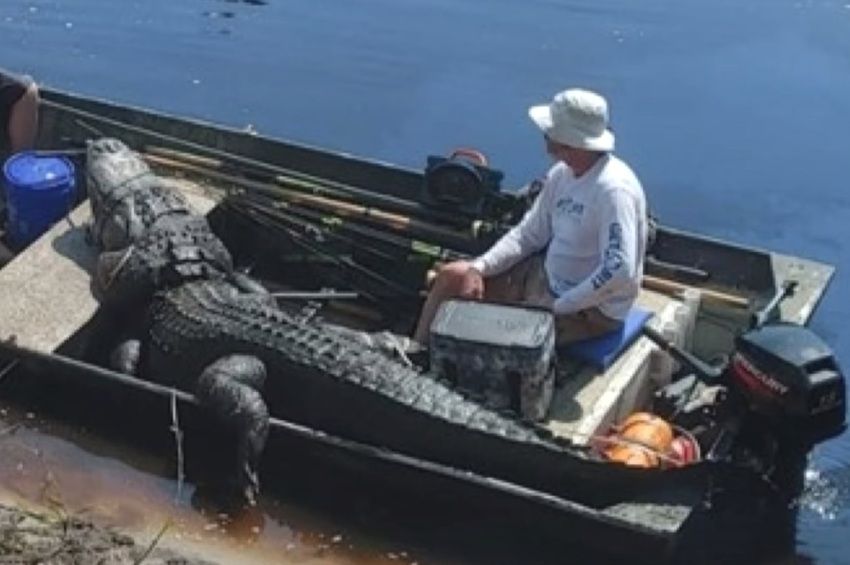 Négy órán át küzdöttek egy négyméteres aligátorral Floridában  – fotókkal, vidókkal