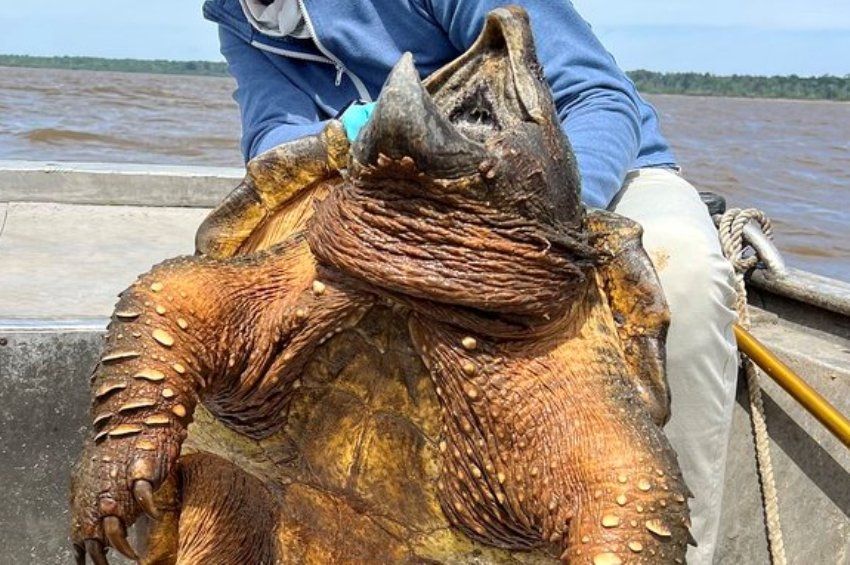 90 kilós aligátorteknőst fogott egy horgász Texasban 