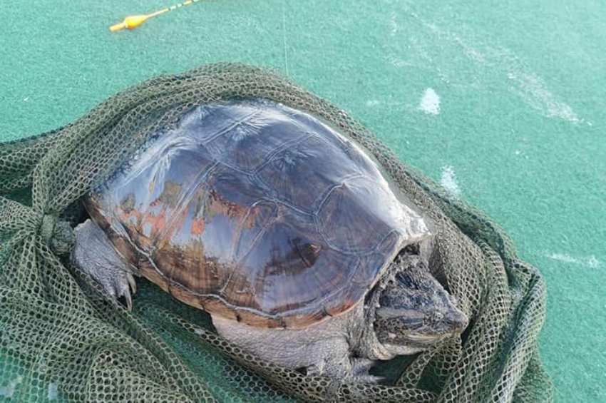5 kilós aligátorteknőst fogott egy horgász a Balatonból