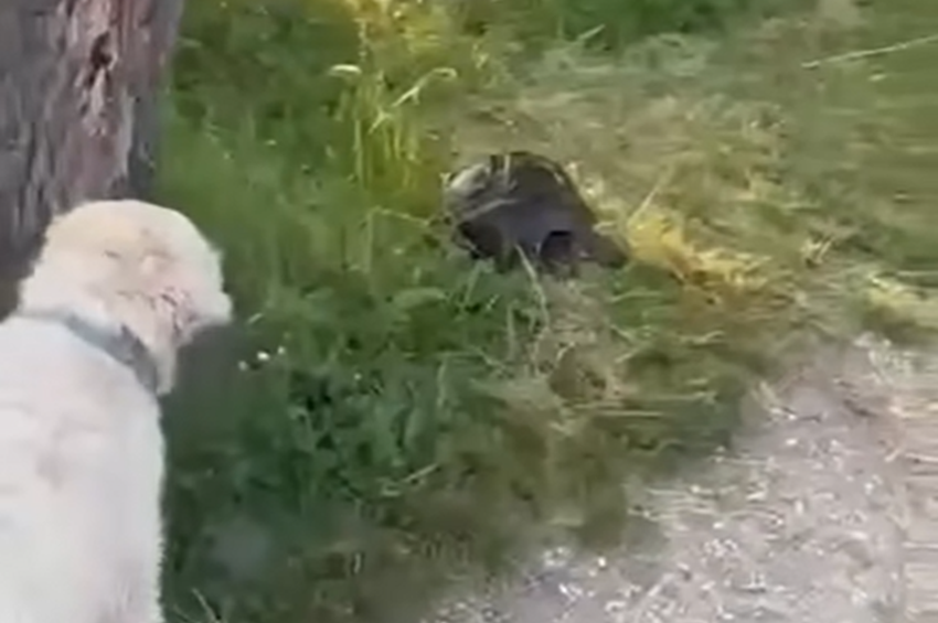Hatalmas aligátorteknőst láttak a csepeli Duna-parton – videóval