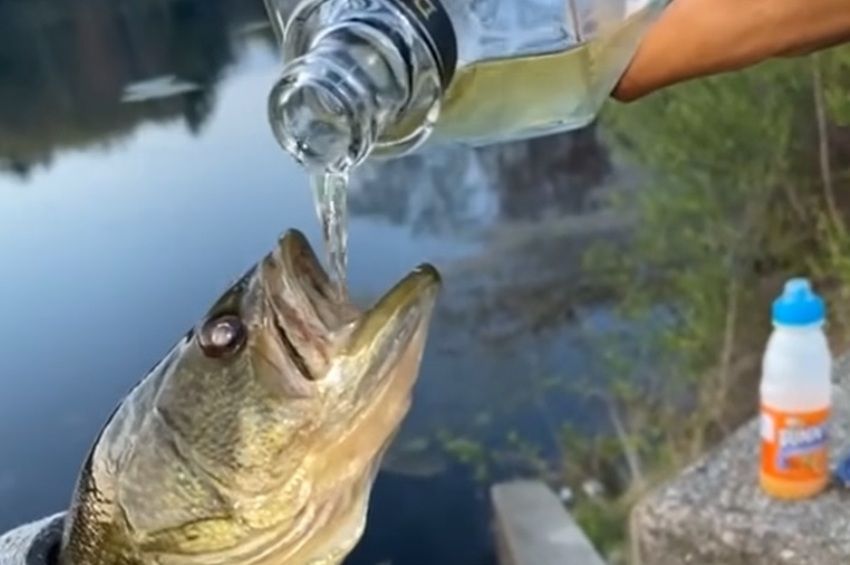 Felkavaró videó: alkoholt öntöttek a hal szájába