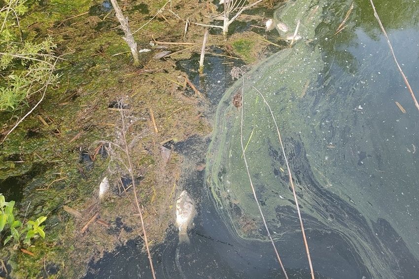 Oxigénhiány és habzó szennyvíz: ismét elhullottak a halak az Álomhegyi-tározóban – fotókkal 