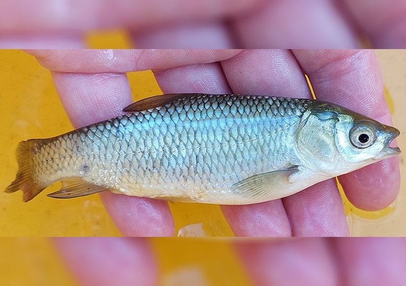 Bizonytalan eredetű amurivadékot fogtak a Kákafoki-holtágon